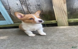 Welsh Corgi Pembroke dogs for sale: Lady - Image 9