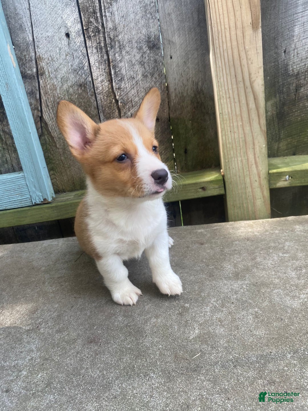 Welsh Corgi Pembroke dogs for sale: Lady - Image 9