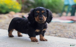 Miniature Dachshund dogs for sale: Mudge - Image 6