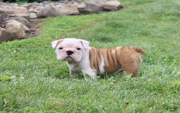 English Bulldog dogs for sale: Whitney - Image 17