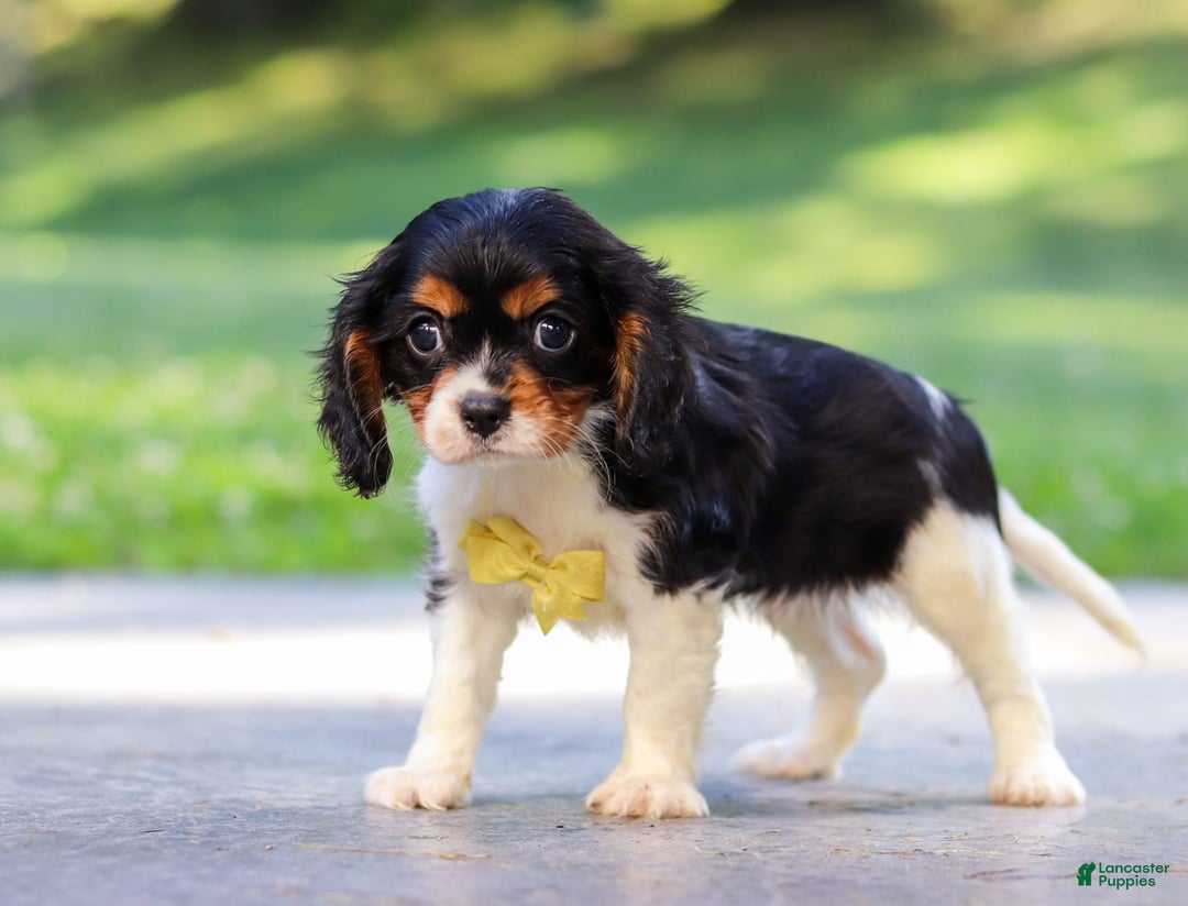 Cavalier King Charles Spaniel dogs for sale: Oliver - Image 2