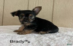 Yorkshire Terrier dogs for sale: Brady - Image 3