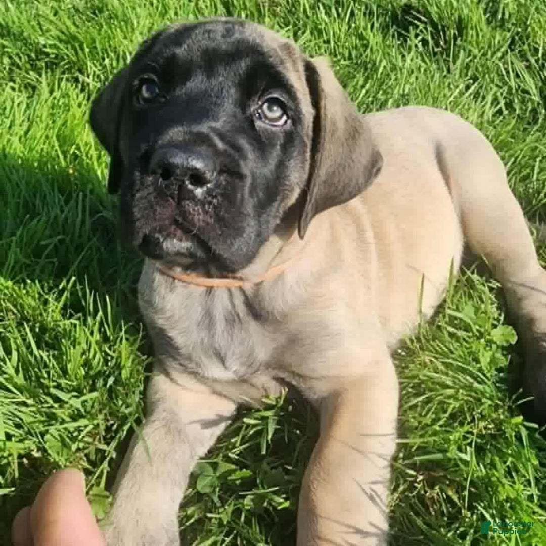English Mastiff dogs for sale: Pinky - Image 13