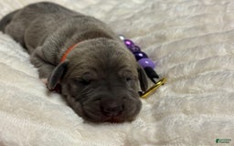 Great Dane dogs for sale: Blue Fawn Female - Image 3