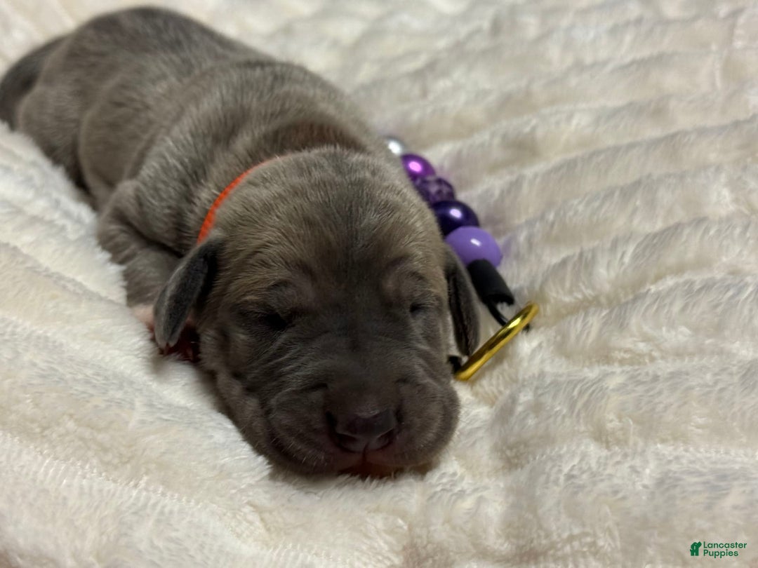 Great Dane dogs for sale: Blue Fawn Female - Image 3