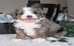 Mini Bernedoodle dogs for sale: Allie - Image 7