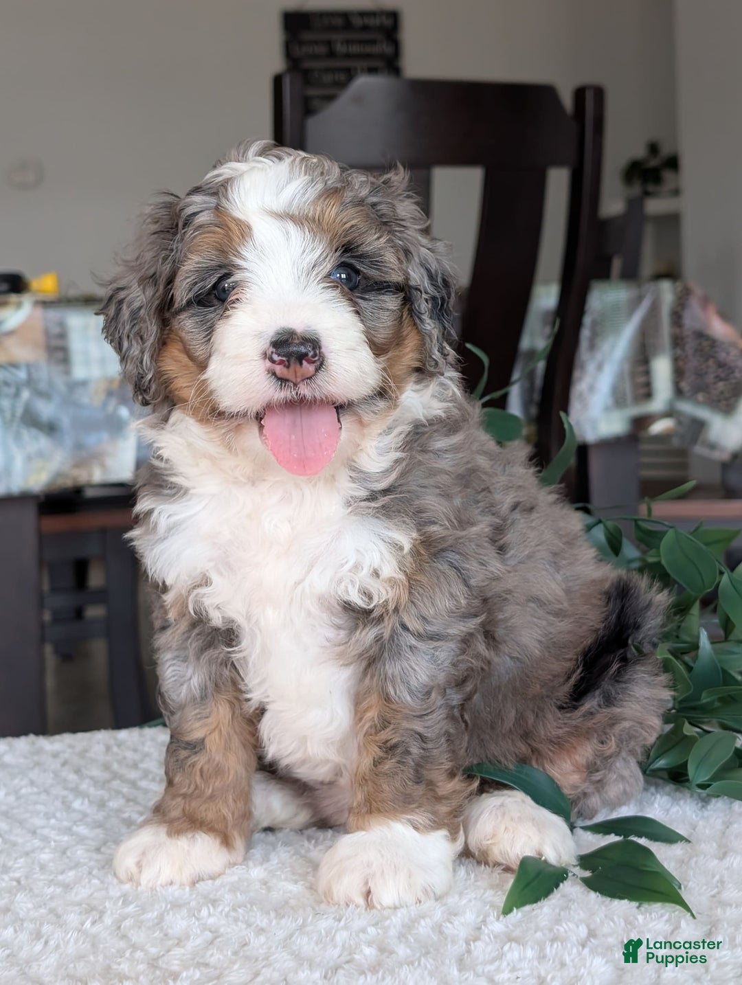 Mini Bernedoodle dogs for sale: Allie - Image 7