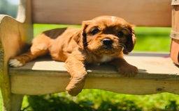 Cavalier King Charles Spaniel dogs for sale: Daisy - Image 2