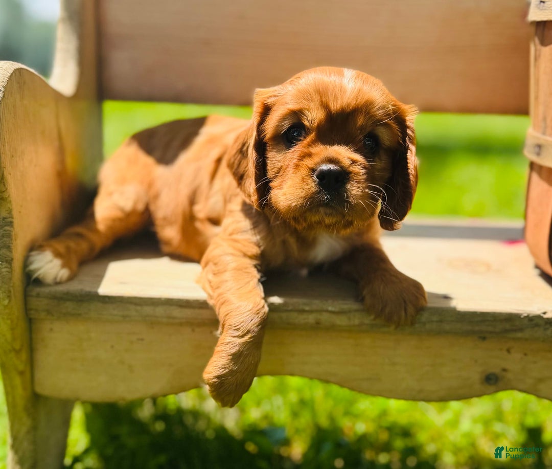 Cavalier King Charles Spaniel dogs for sale: Daisy - Image 2