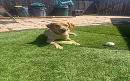 Labrador Retriever dogs for sale: Lady - Image 10