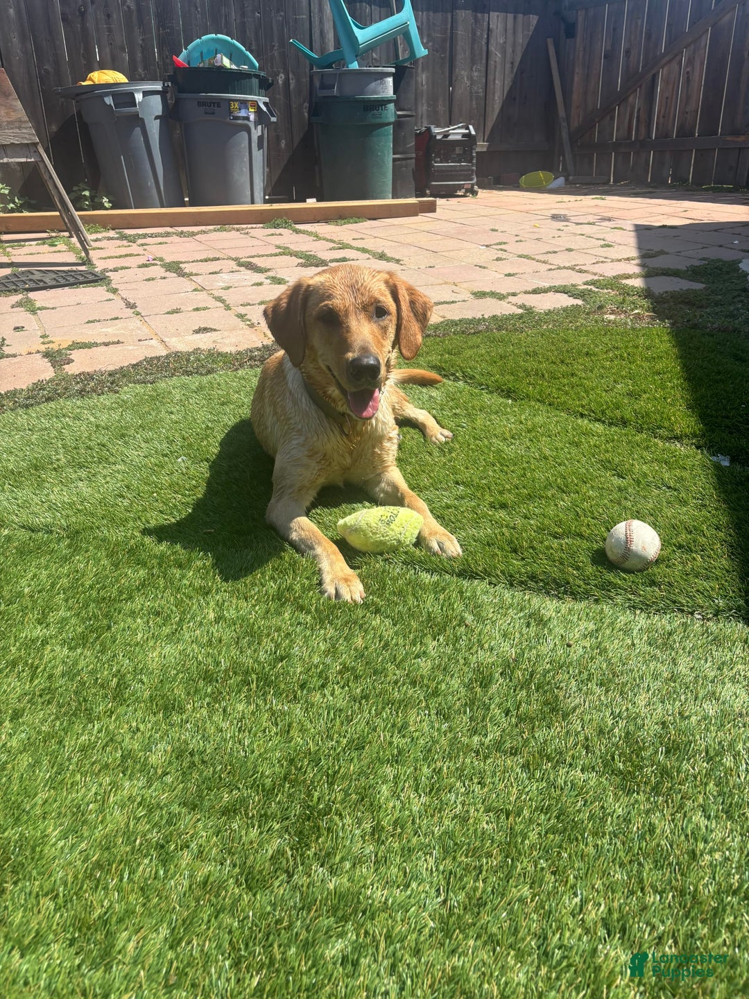 Labrador Retriever dogs for sale: Lady - Image 10