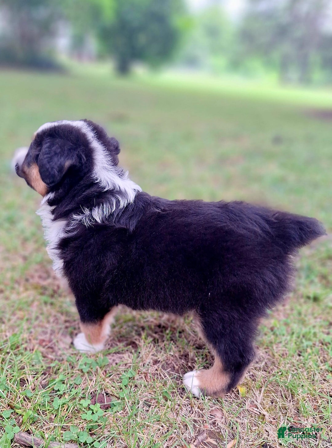 Australian Shepherd dogs for sale: Hardison - Image 2