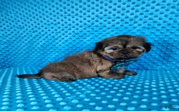 Shih Tzu dogs for sale: Koda - Image 6