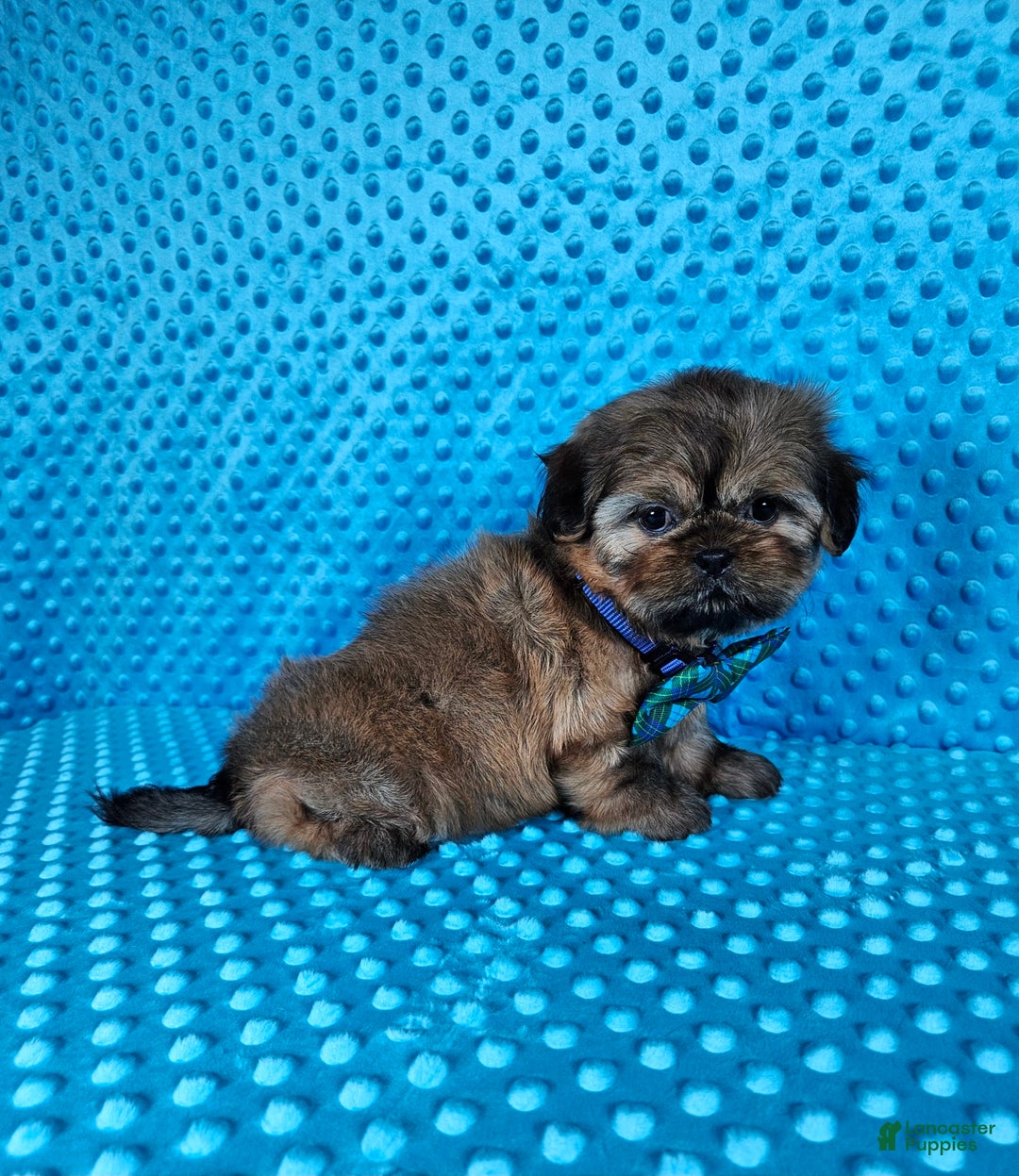 Shih Tzu dogs for sale: Koda - Image 6