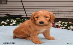 Goldador dogs for sale: Roxie - Image 2