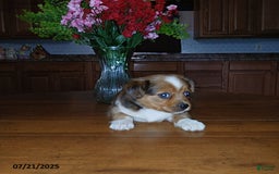 Chihuahua dogs for sale: Captain - Image 2
