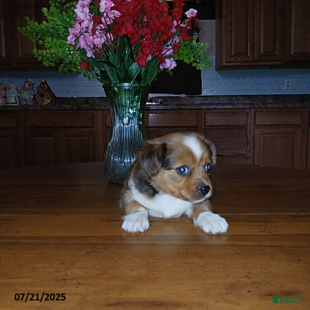 Chihuahua dogs for sale: Captain - Image 2