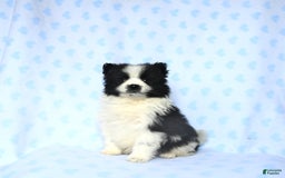 Pomeranian dogs for sale: Pomeranian 2 puppies - Image 2
