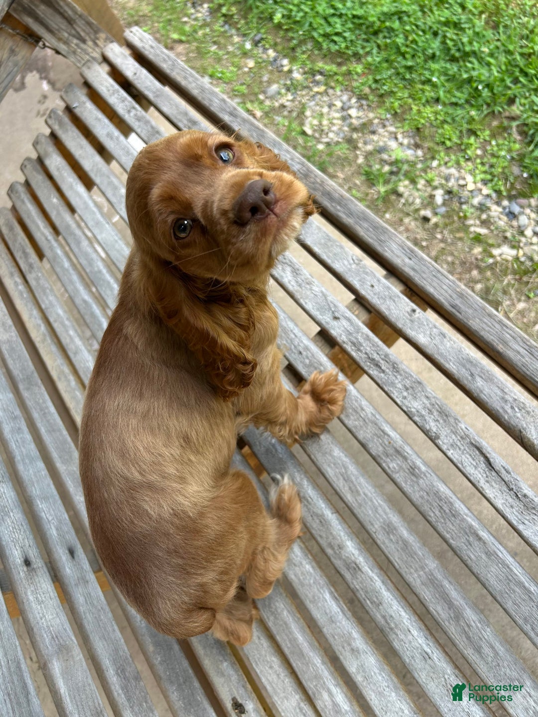 Cocker Spaniel dogs for sale: Monty - Image 4