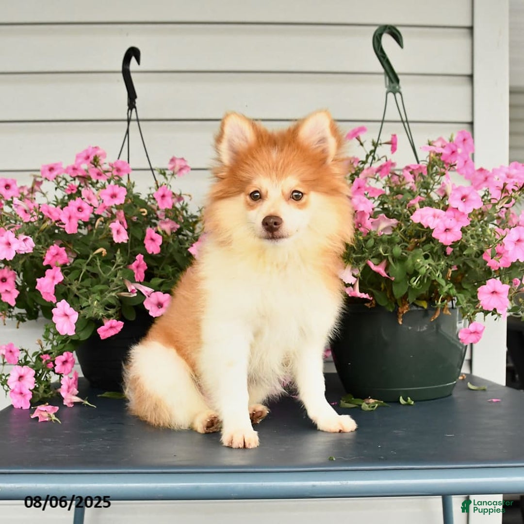 Pomeranian dogs for sale: Hearty - Image 1