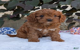 Cavapoo dogs for sale: Darla - Image 12