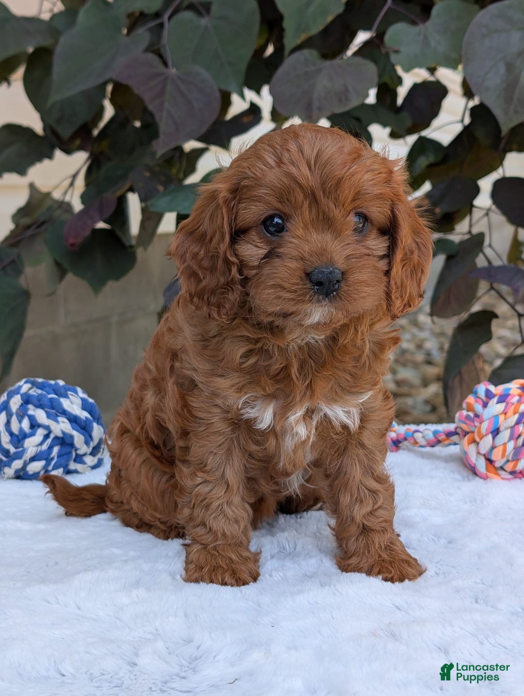 Cavapoo dogs for sale: Darla - Image 12