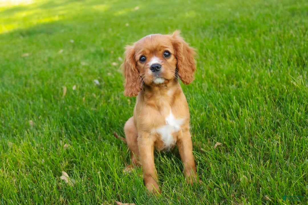 Cavalier King Charles Spaniel dogs for sale: Clifford - Image 25