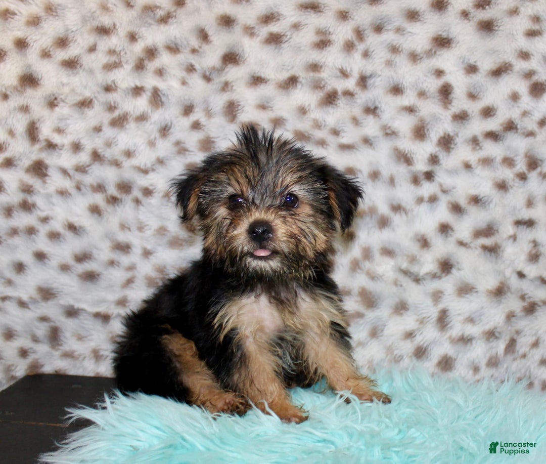 Yorkshire Terrier dogs for sale: Theodore - Image 3