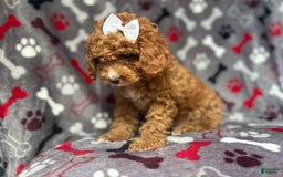 Cavapoo dogs for sale: Sandy - Image 5