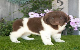 Newfoundland dogs for sale: Walter - Image 4