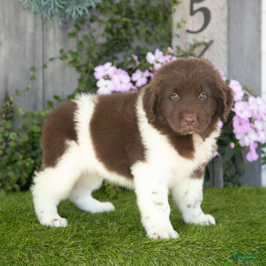 Newfoundland dogs for sale: Walter - Image 4