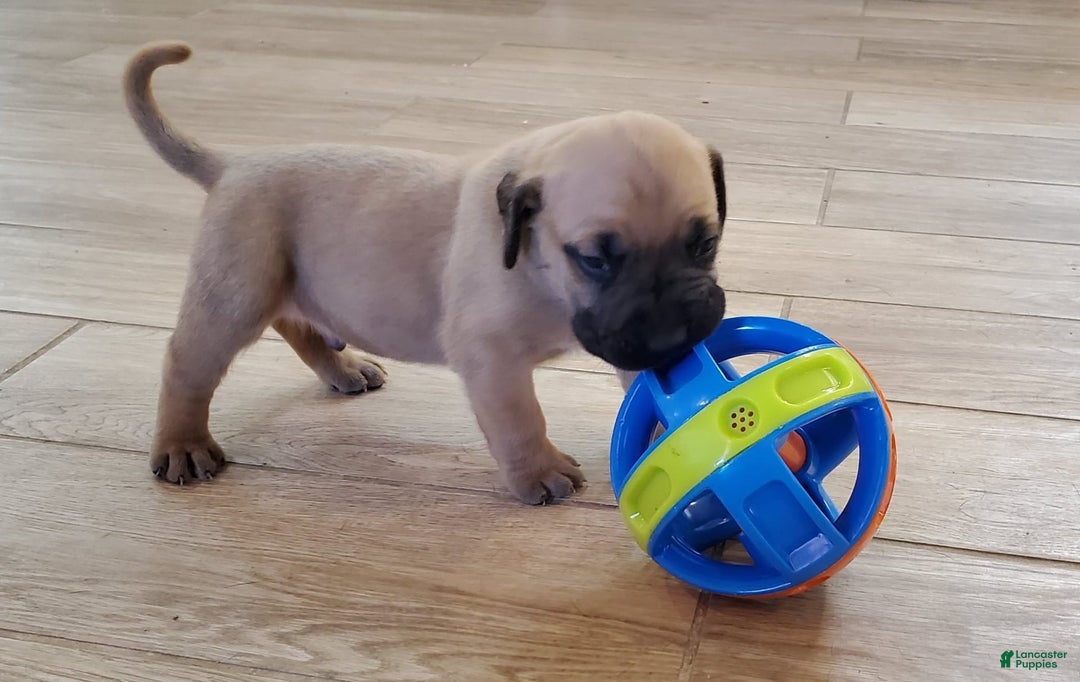South African Boerboels dogs for sale: Simba - Image 5
