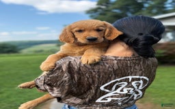 Golden Retriever dogs for sale: Spruce - Image 9