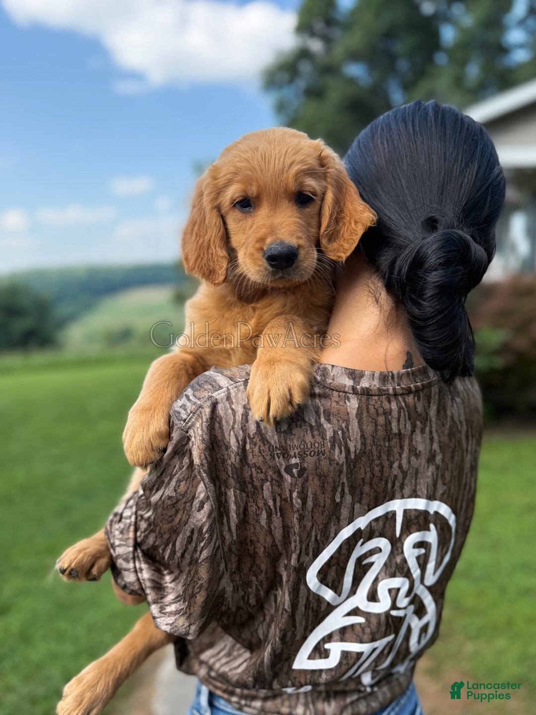 Golden Retriever dogs for sale: Spruce - Image 9
