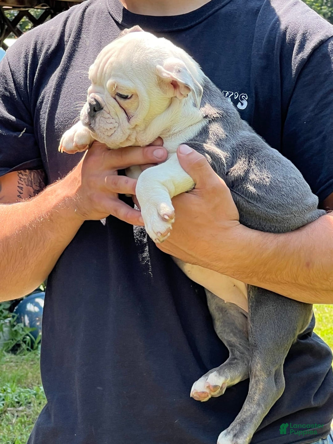 English Bulldog dogs for stud: Jenny - Image 2