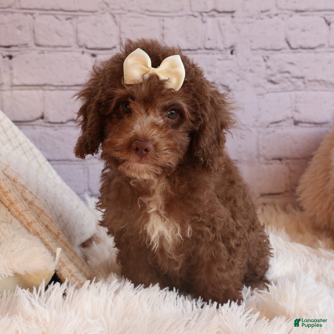 Cockapoo dogs for sale: Bailey - Image 18
