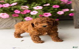  dogs for sale: Mini Goldendoodle 2 puppies - Image 9
