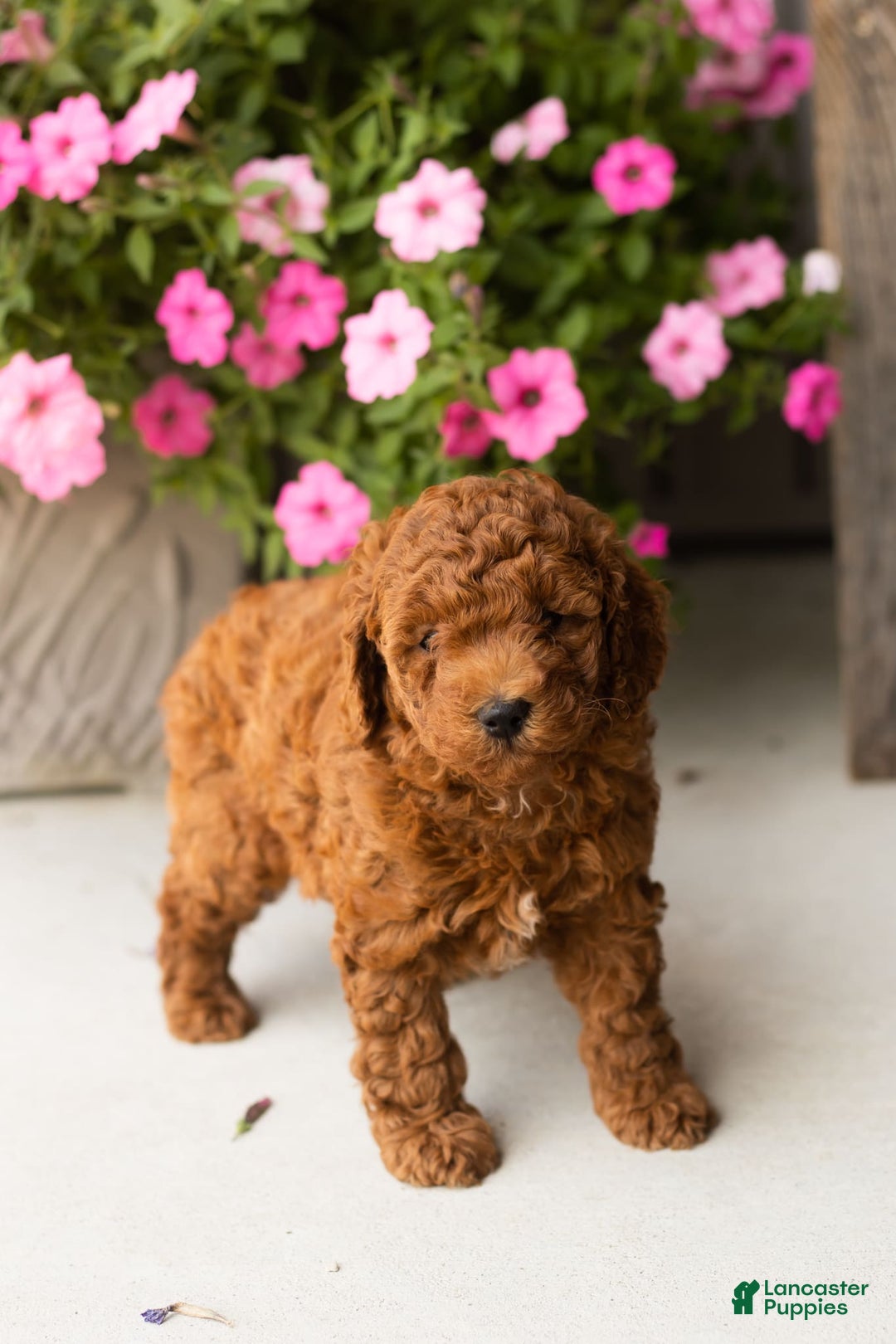  dogs for sale: Mini Goldendoodle 2 puppies - Image 9