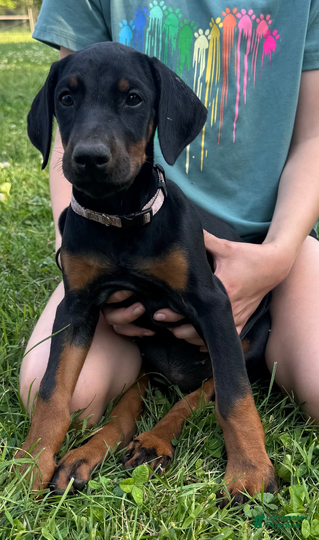 Doberman Pinscher dogs for sale: Ms. Pink - Image 3