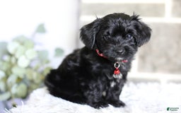 Yorkiepoo dogs for sale: Button - Image 13