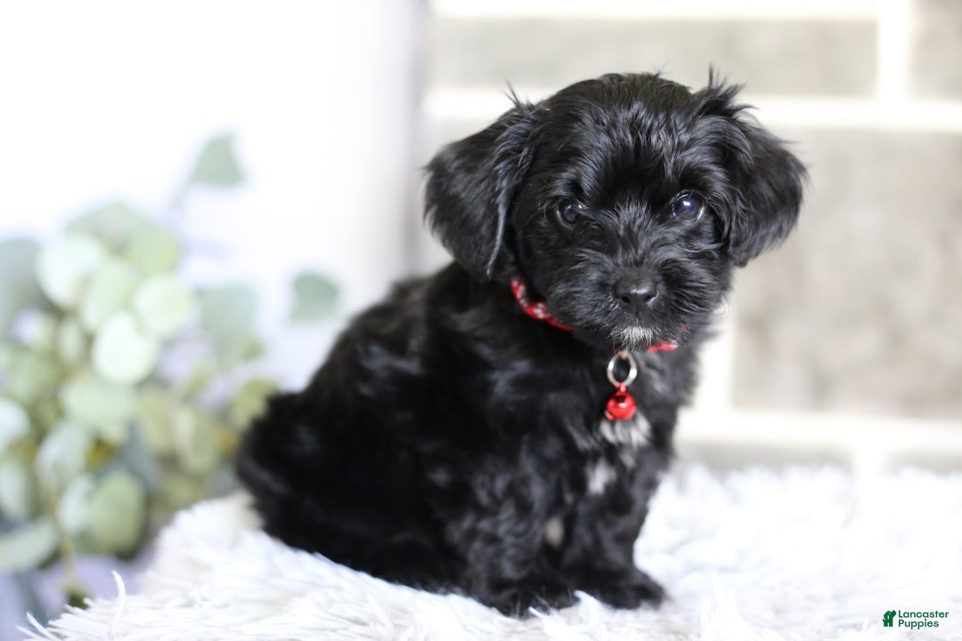 Yorkiepoo dogs for sale: Button - Image 13