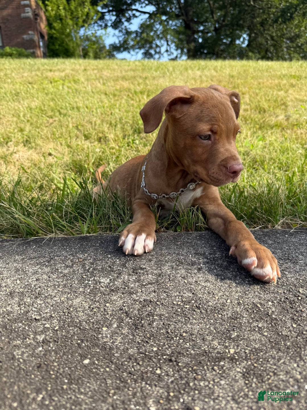 American Staffordshire Terrier dogs for sale: Fiyero - Image 14