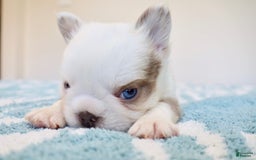 French Bulldog dogs for sale: Bella - Image 7