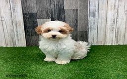 Maltipoo dogs for sale: Jamie - Image 5