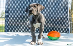 Great Dane dogs for sale: Molly - Image 29