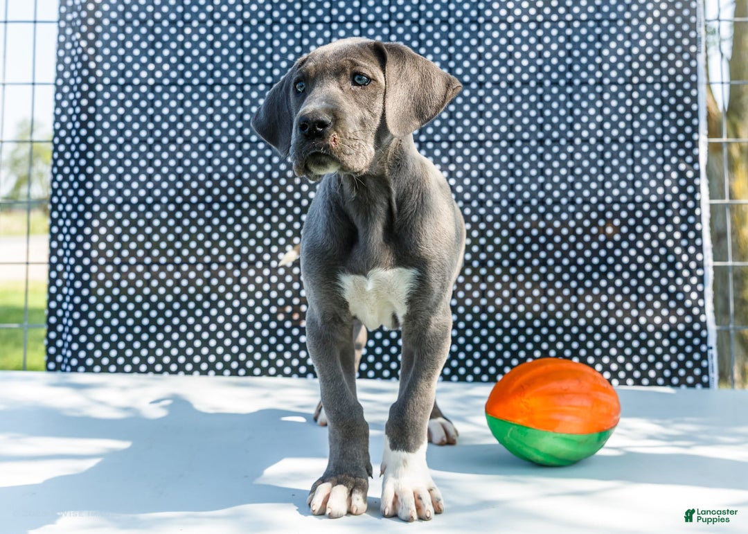 Great Dane dogs for sale: Molly - Image 29