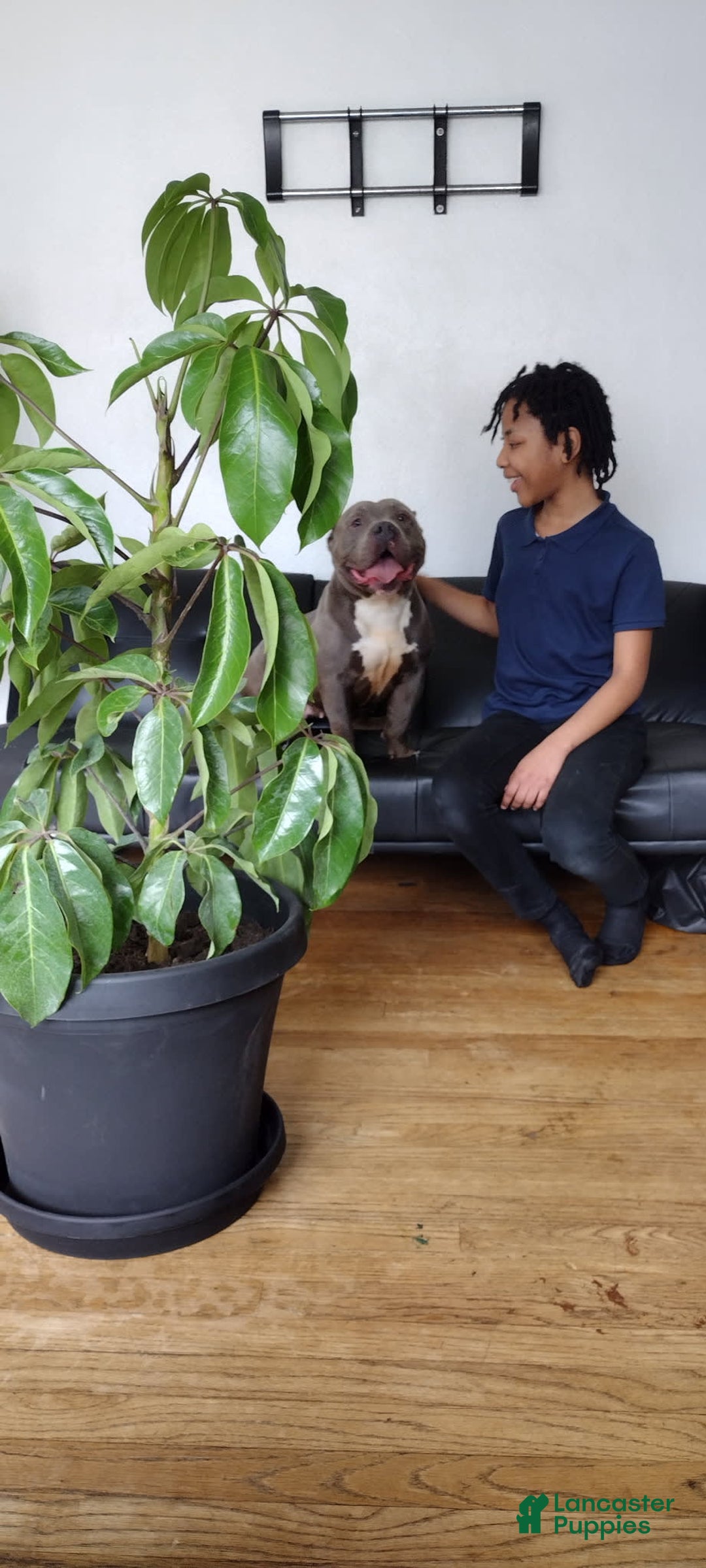American Bully dogs for sale: Tiny - Image 6