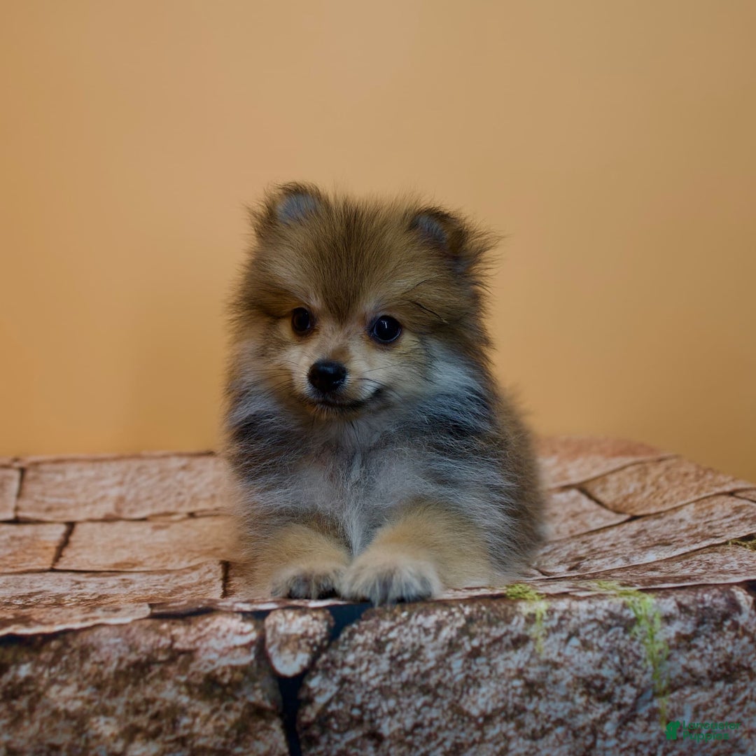 Pomeranian dogs for sale: Ricky - Image 15