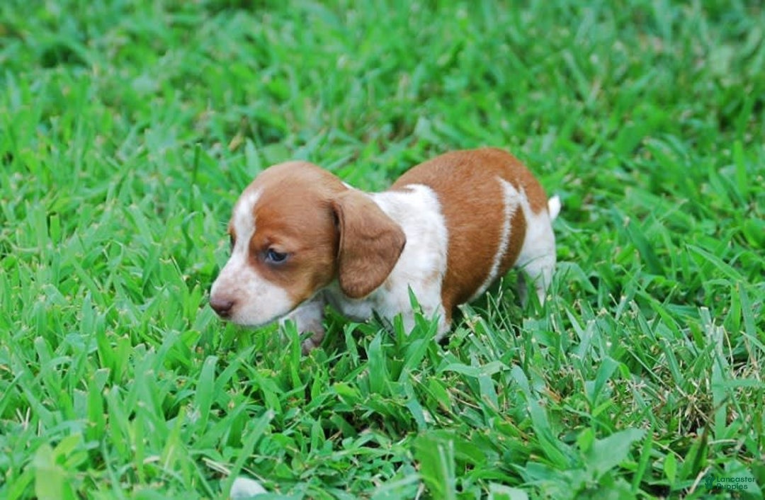Dachshund dogs for sale: Akc Diego - Image 3