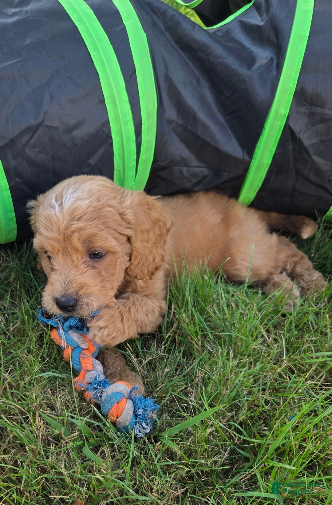 Mini Aussiedoodle dogs for sale: Brick - Image 2